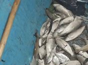 MPF instaura procedimento para apurar morte de centenas de peixe em Jequiá da Praia