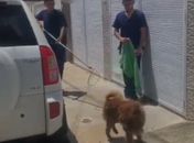 Polícia Civil e veterinários resgatam cão em situação de abandono; veja vídeo