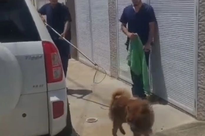 Polícia Civil e veterinários resgatam cão em situação de abandono; veja vídeo