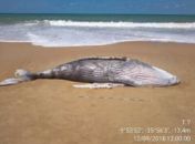 Filhote de Jubarte foi encontrado por populares na Praia do Gunga, em Roteiro.