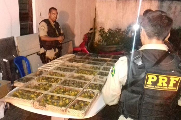 PRF apreende 700 pássaros que seriam comercializados
