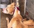 Deputado estadual Delegado Leonam resgata cão vítima de maus-tratos em Marechal Deodoro
