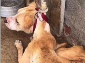 Deputado estadual Delegado Leonam resgata cão vítima de maus-tratos em Marechal Deodoro
