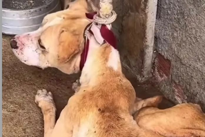 Deputado estadual Delegado Leonam resgata cão vítima de maus-tratos em Marechal Deodoro