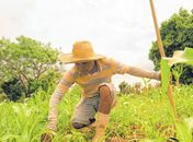 Agricultor