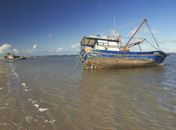 Praia do Peba amanheceu com grande quantidade de tartarugas mortas 