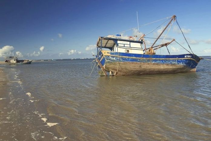 Praia do Peba amanheceu com grande quantidade de tartarugas mortas