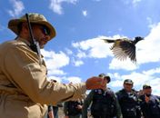 FPI devolve 335 animais silvestres à natureza