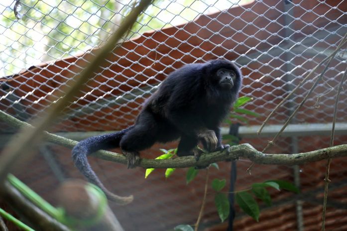 Missão de esperança: Plano de Ação Nacional dos Primatas do Nordeste traz a Alagoas três guaribas-de-mãos-ruivas para reintrodução e conservação da espécie