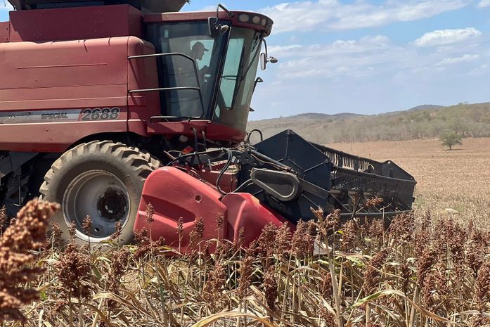 Plantio de sorgo vira aposta no Sertão de Alagoas