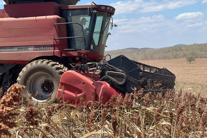 Plantio de sorgo vira aposta no Sertão Plantio de sorgo vira aposta no Sertão