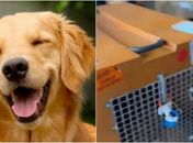 Regras para transporte de pets em voos avançam no Congresso