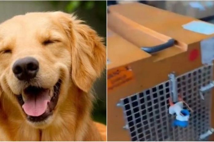 Regras para transporte de pets em voos avançam no Congresso