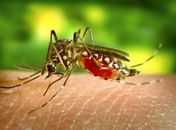 Mosquito transmissor da dengue