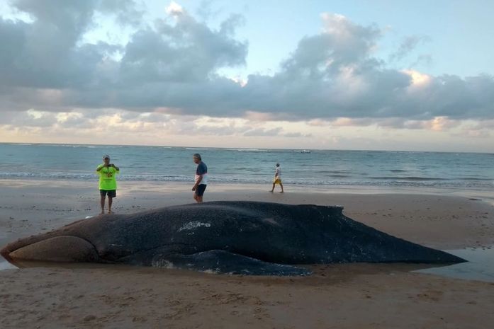 Baleia é encontrada morta na praia da Lagoa do Pau