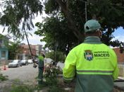 Equipes fzem a poda de árvores