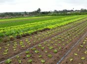 Arapiraca receberá Seminário Alagoano de Horticultura em dezembro