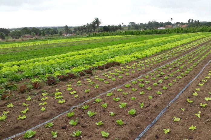Arapiraca receberá Seminário Alagoano de Horticultura em dezembro