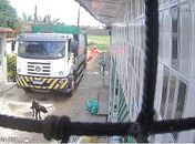 Funcionários de empresa de coleta de lixo envolvidos em atropelamento e morte de cachorro são demitidos 