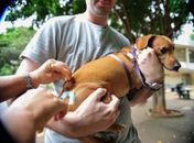 Secretaria Municipal de Saúde de Delmiro Gouveia realiza segunda etapa de vacinação antirrábica para animais não imunizados em 2021
