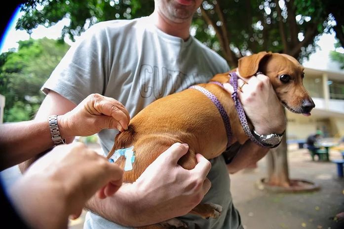 Secretaria Municipal de Saúde de Delmiro Gouveia realiza segunda etapa de vacinação antirrábica para animais não imunizados em 2021
