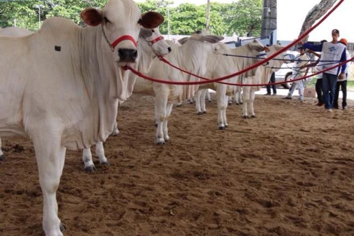 Expalagoas genética foi um sucesso