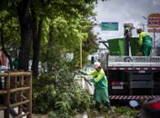 Prefeitura de Maceió orienta como solicitar poda e supressão de árvores
