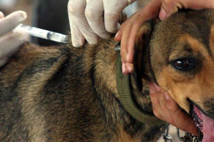 Dia “D” da Campanha de Vacinação Antirrábica acontece neste sábado (24) em Arapiraca