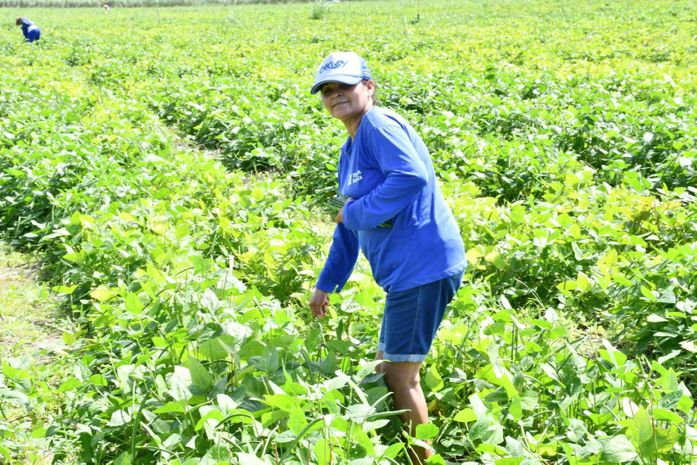 Prefeitura de São Miguel dos Campos abre cadastro para nova etapa do Programa Comida na Mesa