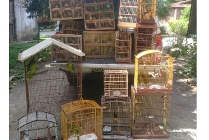 Animais recuperados