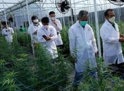 Farmácia no Agreste de AL é autorizada a vender produtos à base de cannabis medicinal