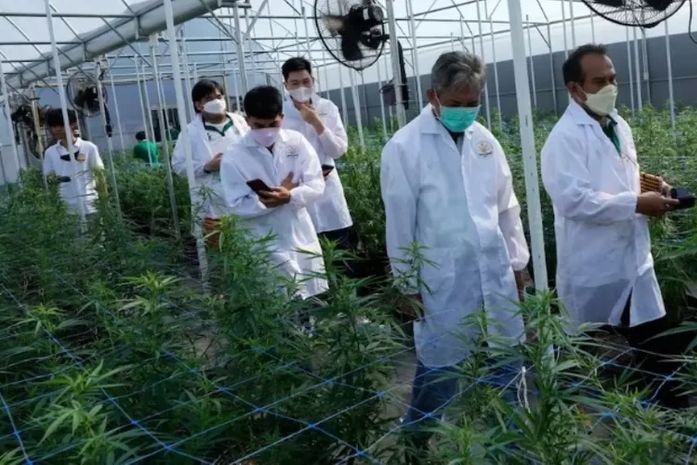 Farmácia no Agreste de AL é autorizada a vender produtos à base de cannabis medicinal