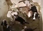 Polícia localiza suspeito de abandonar 11 filhotes e instaura inquérito por maus-tratos a animais