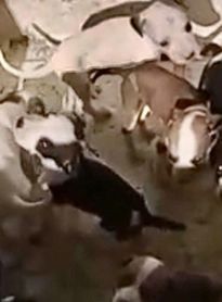 Polícia localiza suspeito de abandonar 11 filhotes e instaura inquérito por maus-tratos a animais