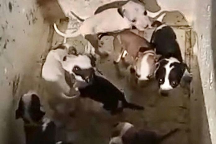 Polícia localiza suspeito de abandonar 11 filhotes e instaura inquérito por maus-tratos a animais