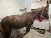 Susto: cavalo cai de telhado e vai parar em cozinha de residência 