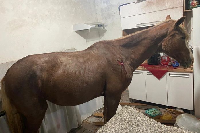 Susto: cavalo cai de telhado e vai parar em cozinha de residência