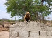 MPAL avança com Plano de Ação Estadual para proteção do Macaco-prego-galego