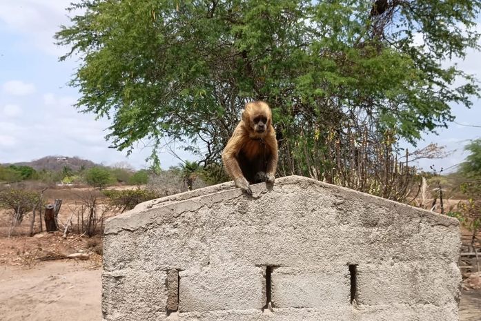 MPAL avança com Plano de Ação Estadual para proteção do Macaco-prego-galego