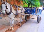 Carroceiro tem cavalo furtado em Arapiraca enquanto trabalhava