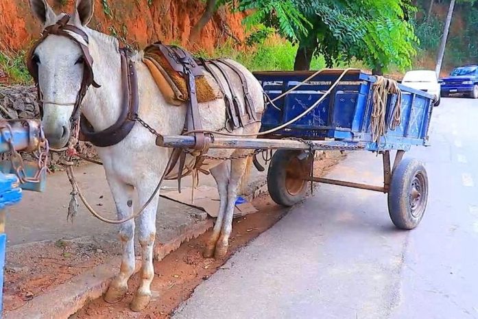 Carroceiro tem cavalo furtado em Arapiraca enquanto trabalhava