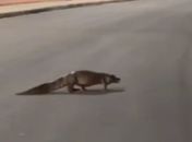 Jacaré é flagrado andando pelas ruas de Arapiraca 