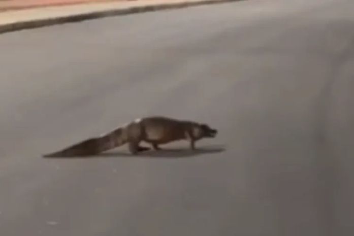 Jacaré é flagrado andando pelas ruas de Arapiraca 