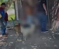 Suspeito é preso por maltratar e manter relações sexuais com cadelas, em Murici