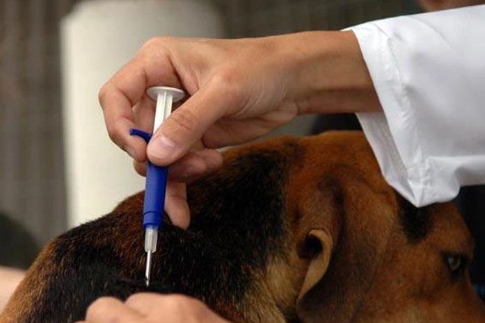 UVZ realizará procedimento em animais domiciliados da região.