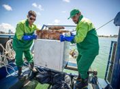 Móveis, pneus e recicláveis: em 2025, mais de 260 toneladas de lixo são retiradas de biomas marinhos, em Maceió
