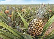 Em Arapiraca, expectativa de produtores de abacaxi é de safra recorde para 2019