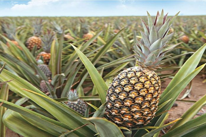 Em Arapiraca, expectativa de produtores de abacaxi é de safra recorde para 2019