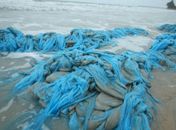 Sacolas plásticas poluem praia de Ipioca