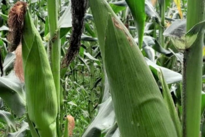 Investimento da Prefeitura de Arapiraca, no milho irrigado, poderá render 250 toneladas por safra